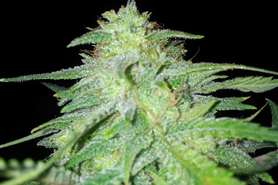 OG Kush, Cheese, Bubbleberry & Tangerine Dream.   Weed Watch ...