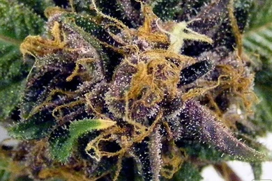 Info About Purple Kush + Grandaddy Purple « Indoor Talk « OpenGrow