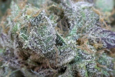 Purple Kush Strain Review   YouTube