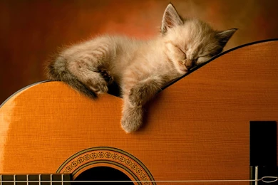 Kitty Sleep On Guitar Wallpapers