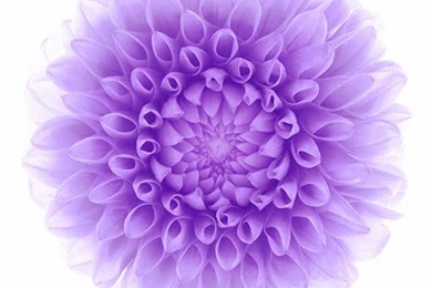 Abstract Purple Blossom Mobile Phone Wallpapers HD 540x960