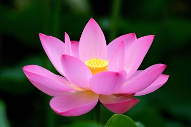 Lotus Flower HD Wallpapers