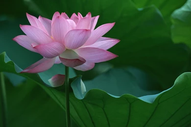 Images Of Lotus Flowers   HD Wallpapers Pretty