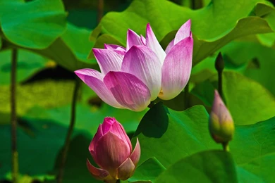 Lotus Wallpapers 2   Crazy Frankenstein