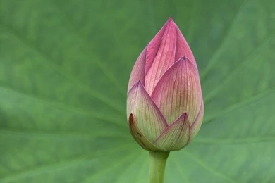 Lotus Wallpapers