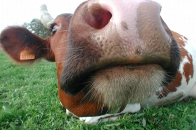 Funny Animal Wallpapers   Page 5   Crazy Frankenstein