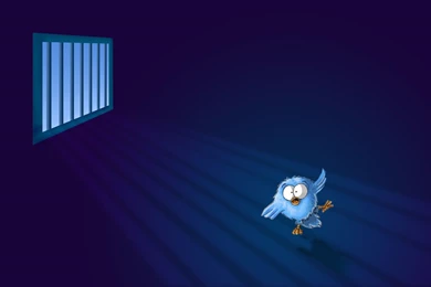 Wallpaper, Silly Bird Dance, 1280x800 Laptop Size