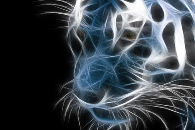 3840x2160 animal lion wallpapers hd wallpaper hd widescreen ...