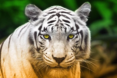 191 White Tiger HD Wallpapers