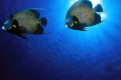 Underwater hd beautiful picture hd wallpapers