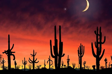 This Is The Brain On Books   The Saguaro