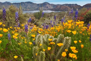 Arizona Desert In Bloom   Bing Images