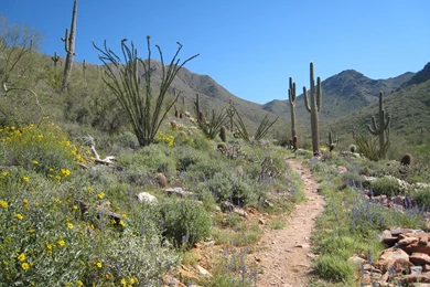 1280x800px Brandon Lee