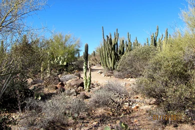 Arizona Desert Quotes. QuotesGram