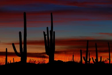 Panoramio   Photo Of Sonoran Desert Sunset
