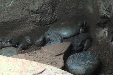 Sonora Desert Toad   YouTube