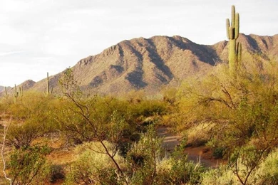 Sonoran Desert Borderlands IBA » Arizona Important Bird Areas Program