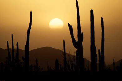 Mexico, Sonora Desert, 1971, Photo Of The Day, Picture ...