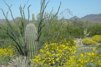 File:Sonoran Desert In Bloom.jpg   Wikimedia Commons