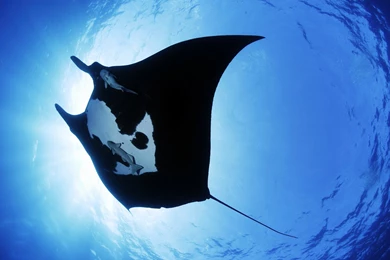 Beautiful Manta Ray Sea Creature Desktop Wallpapers