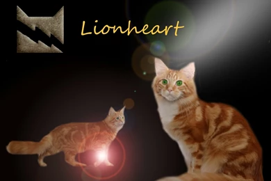 Warrior Cats Wallpapers Desktop Wallpapers Cave