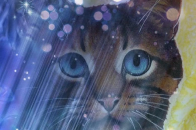 Warrior Cats Backgrounds   Wallpapers Cave