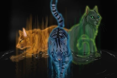 Warrior Cats On Pinterest