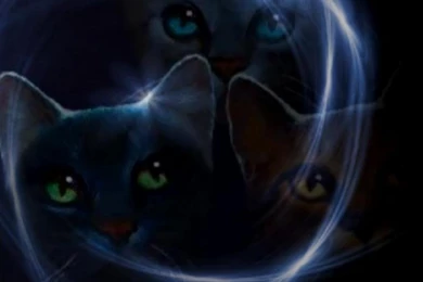 Warrior Cats By TheMoonclaw On DeviantArt