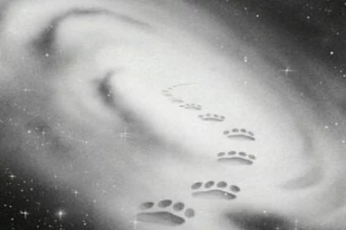 Warrior Cats Wallpapers Starclan