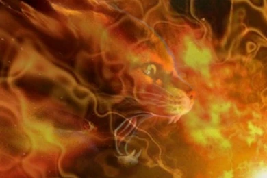 Warrior Cats Wallpapers Firestar