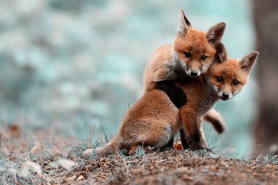 Fox Computer Wallpapers, Desktop Backgrounds