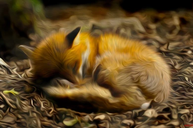 Fox Computer Wallpapers, Desktop Backgrounds