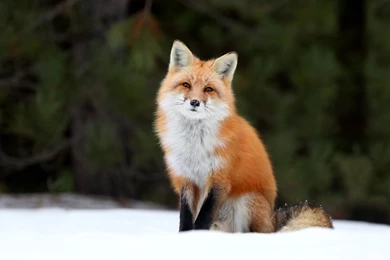 Ultra HD 4K Fox Wallpapers HD, Desktop Backgrounds 3840x2400