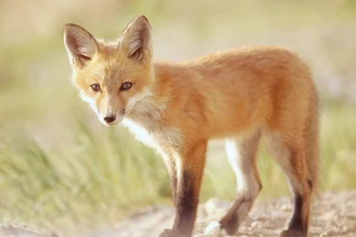 Fox Computer Wallpapers, Desktop Backgrounds