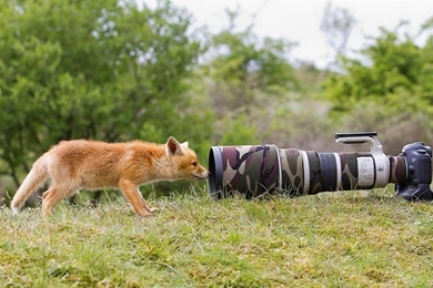 Fox Nature Lisenok Animal Camera Funny Free Desktop Backgrounds ...