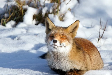 Full HD 1080p Fox Wallpapers HD, Desktop Backgrounds 1920x1080 ...