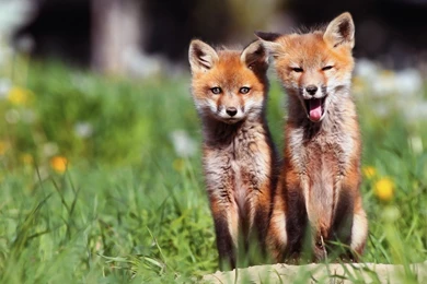 Fox Computer Wallpapers, Desktop Backgrounds