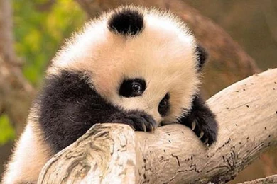 Buckets Of Cute: Pandas At Sichuan Giant Panda Sanctuaries [42 Photos]