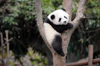 11 Wonderful HD Panda Wallpapers   HDWallSource.com