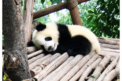 Babypanda   DeviantArt