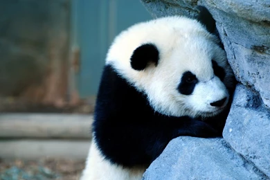 Baby Panda 3d Wallpapers Widescreen