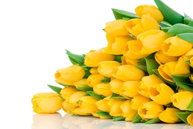 Download Wallpapers 2560x1600 Tulips, Flowers, Yellow, Flower, Lie ...