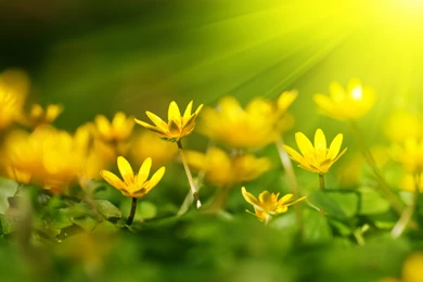Yellow Flower Backgrounds