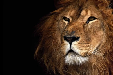 Other: Lion Animal Beautiful Predator Nature Images For HD 16:9 ...