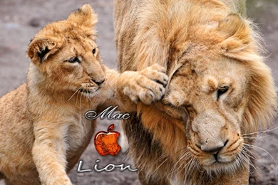 Lion Wallpapers Apple