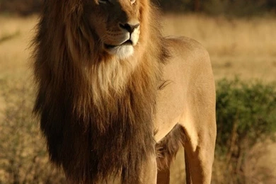 Male Lion HD Desktop Wallpapers : High Definition : Fullscreen : Mobile