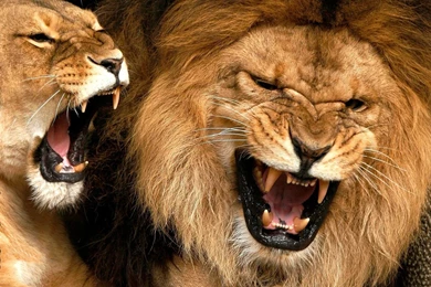 Download Wallpapers 3840x2160 Lion, Lioness, Mane, Teeth, Anger ...