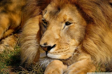 Lion HD Desktop Wallpapers : High Definition : Fullscreen : Mobile