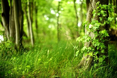 Forest Wallpapers 25   Best Wallpapers Collection