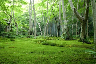 Forest Wallpapers Mobile